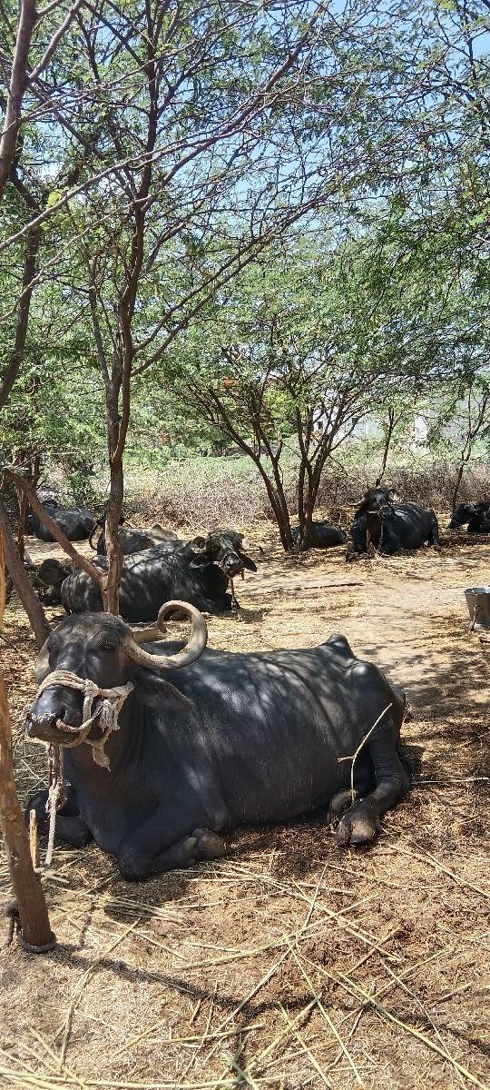 ભેંસ વેચવાની છે