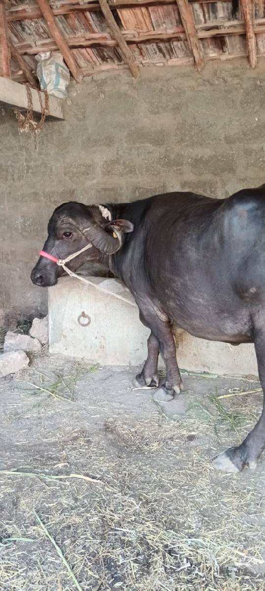 ભેંસ વેચવાની છે
