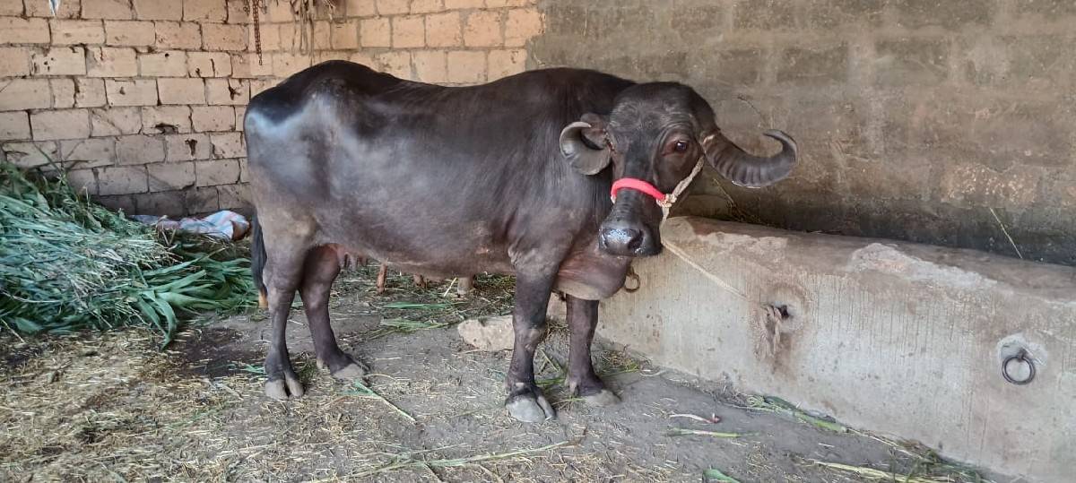 ભેંસ વેચવાની છે