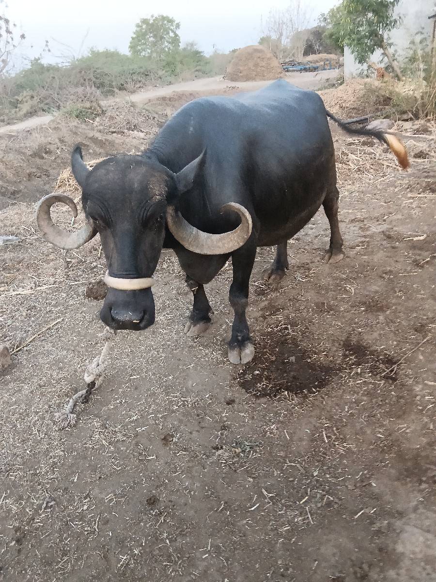 ભેંસ વેચવાની છે