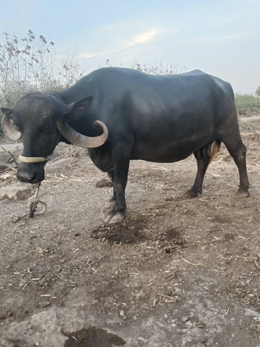 ભેંસ વેચવાની છે