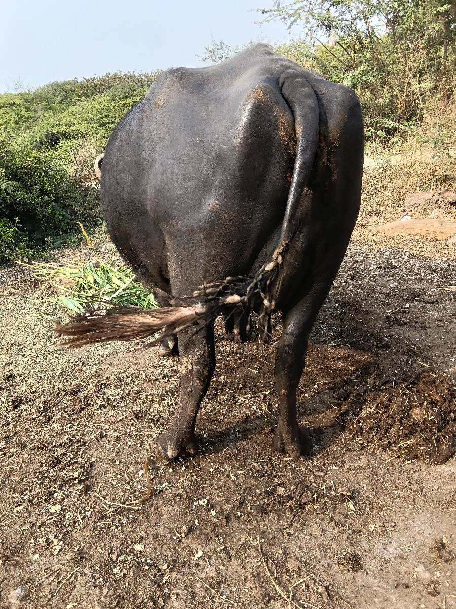 ભેંસ વેચવાની છે