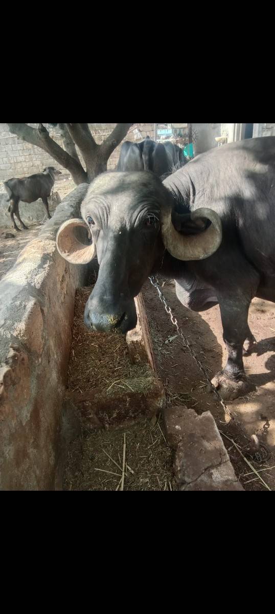 ભેંસ વેચવાની છે