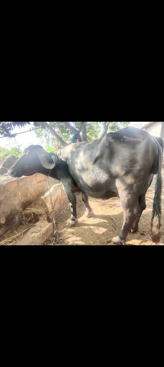 ભેંસ વેચવાની છે