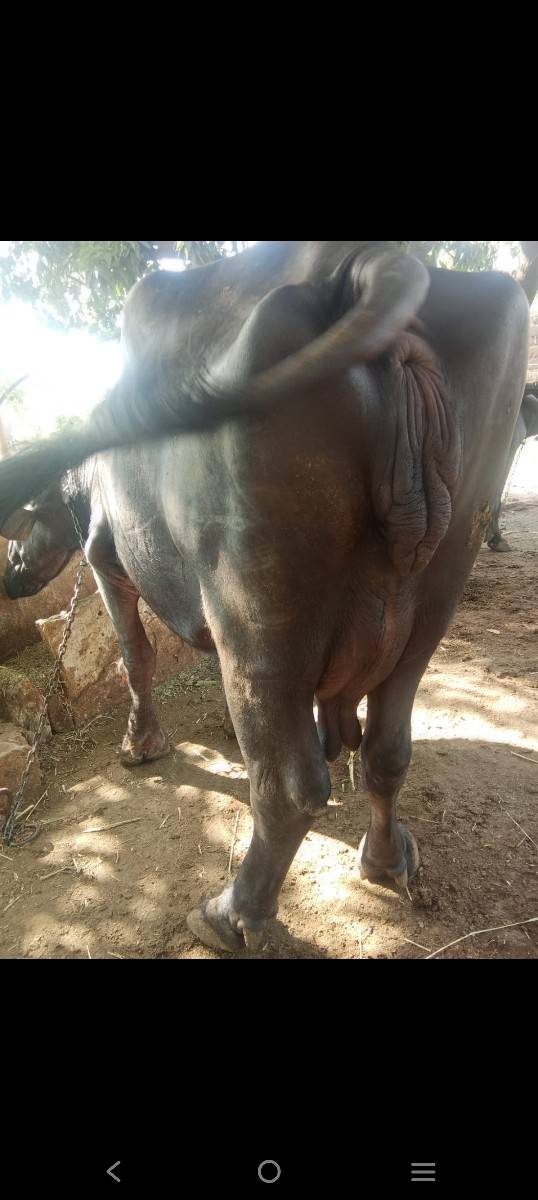 ભેંસ વેચવાની છે
