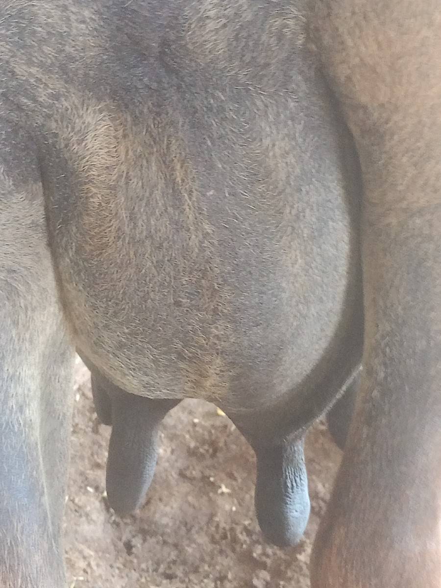 ભેંસ વેચવાની છે