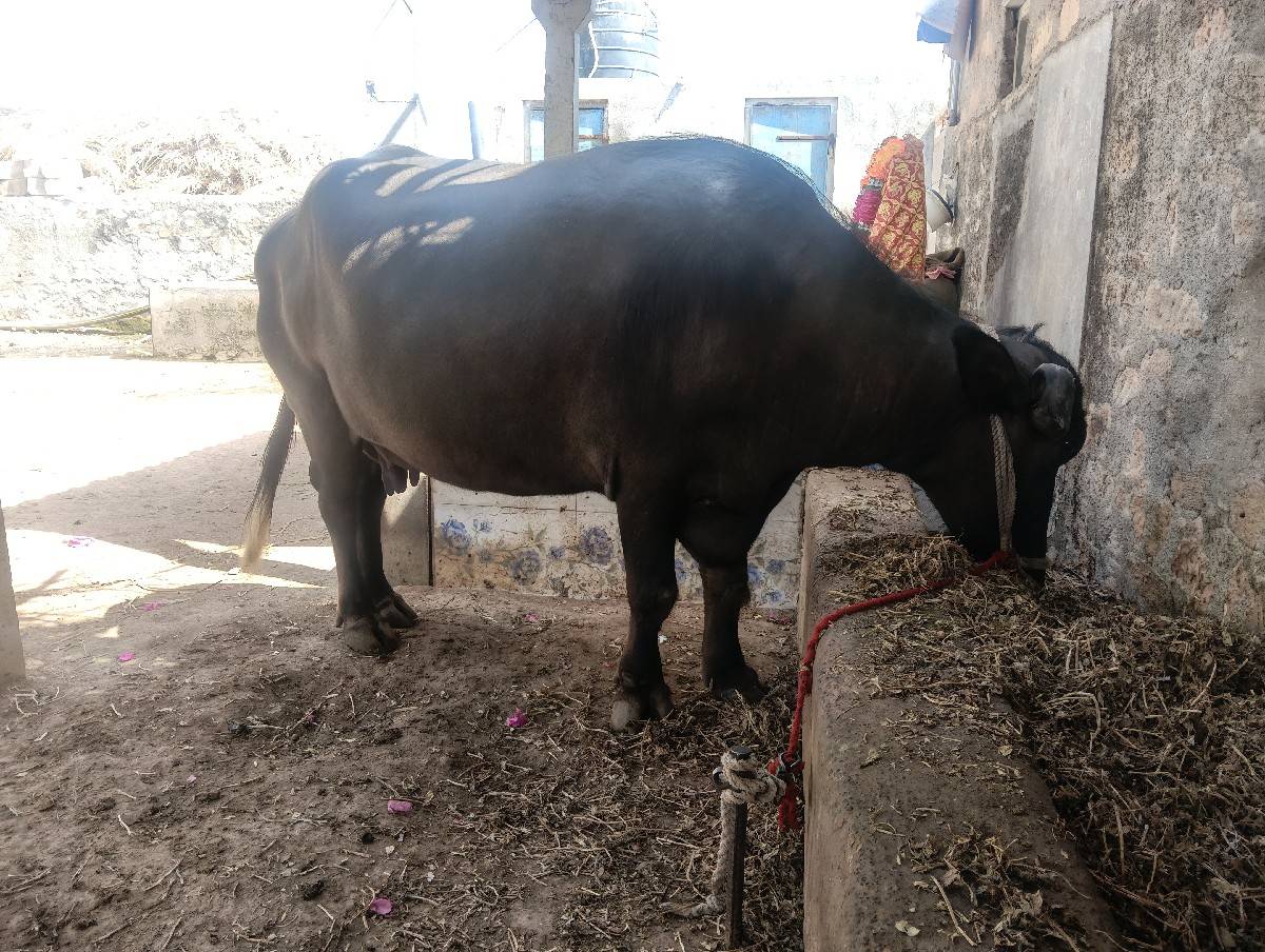 1 mahina ne vaar che