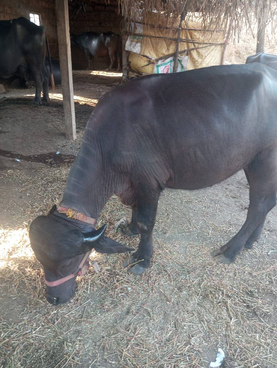 પાડો વેચવાનો છે
