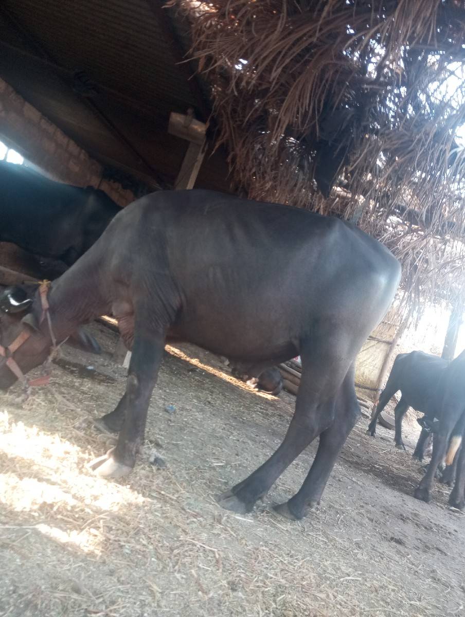 પાડો વેચવાનો છે