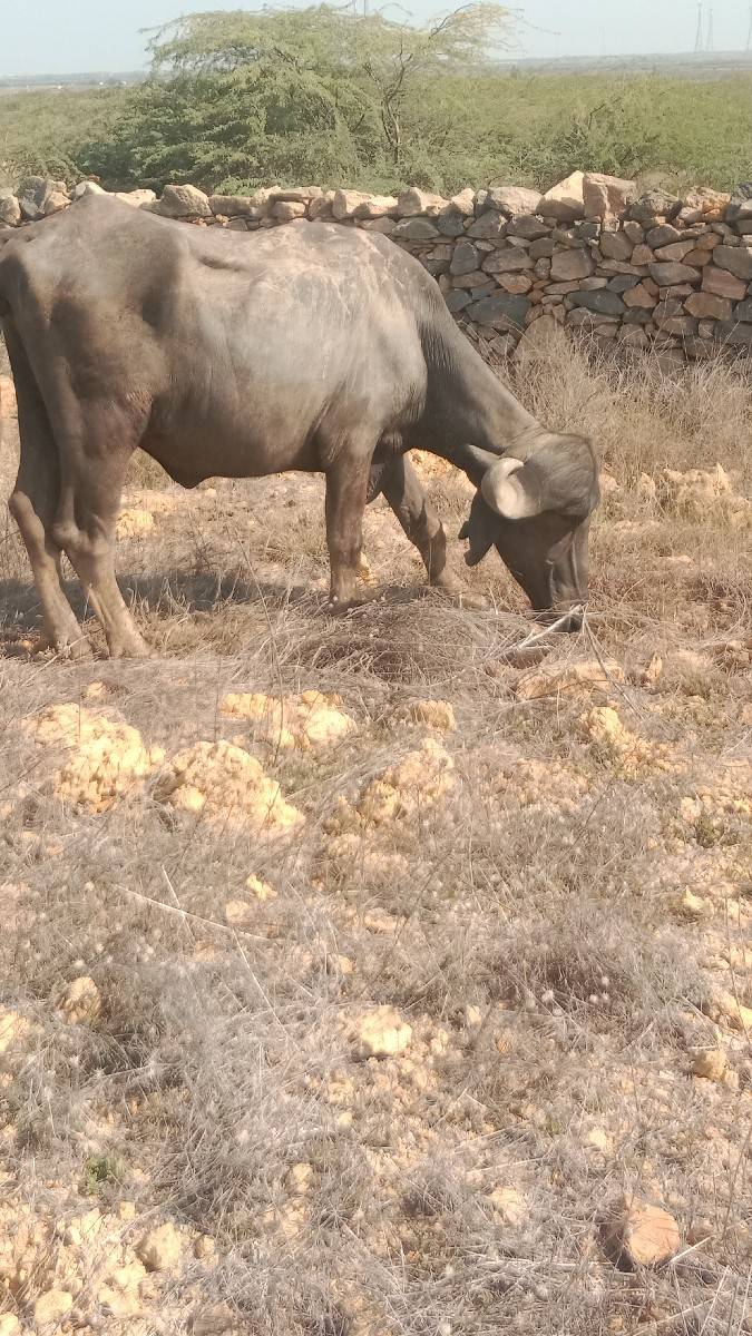 પેલું વેતર ખડેલી વેચવાની છે