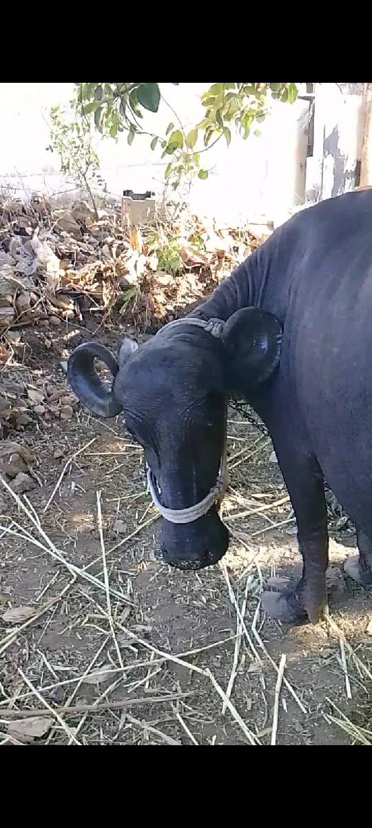 ભેંસ વેચવાની છે