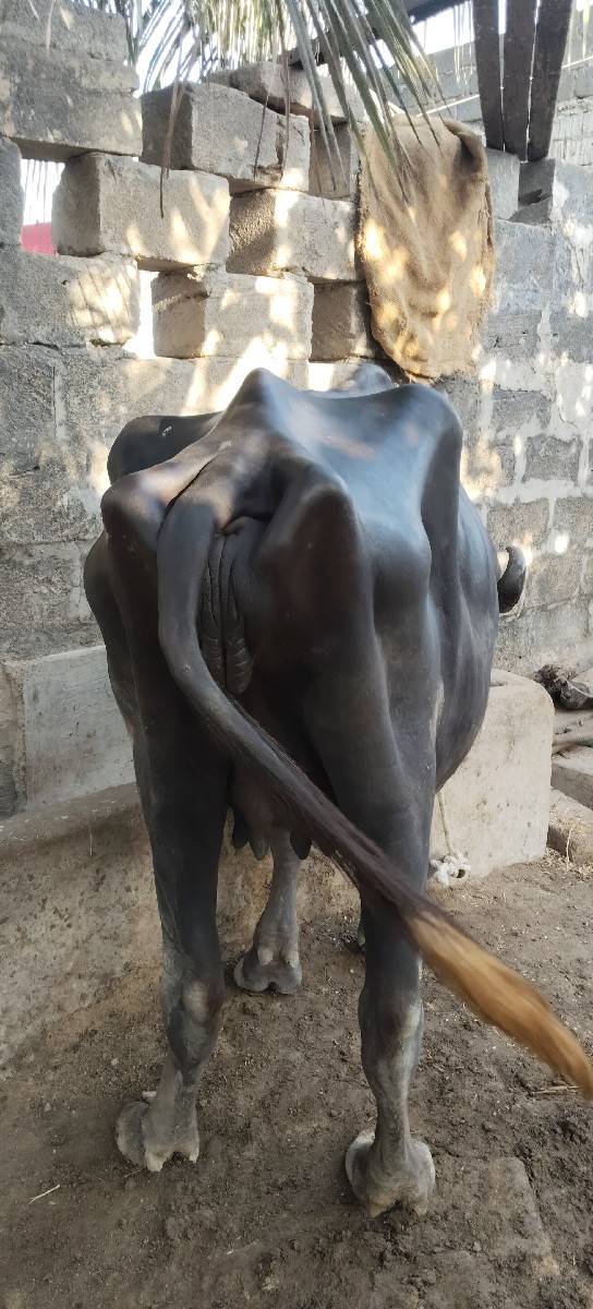 ભેંસ વેચવાની છે