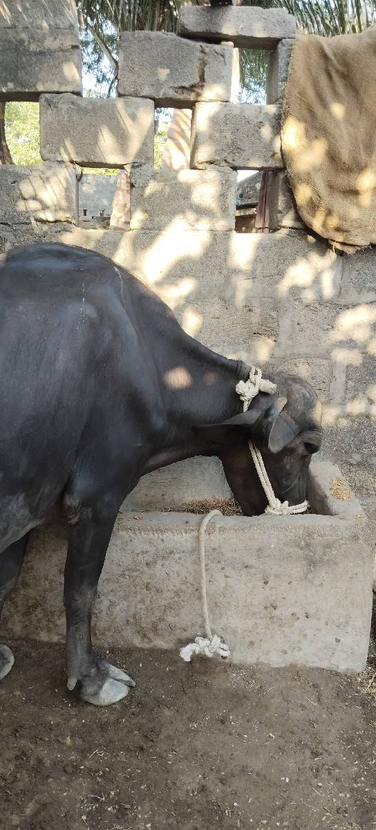 ભેંસ વેચવાની છે