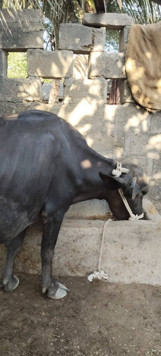 ભેંસ વેચવાની છે