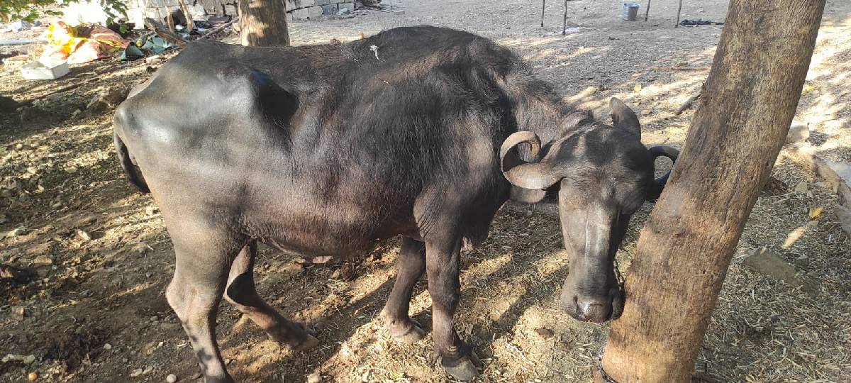 ખડેલી વેચવા ની છે