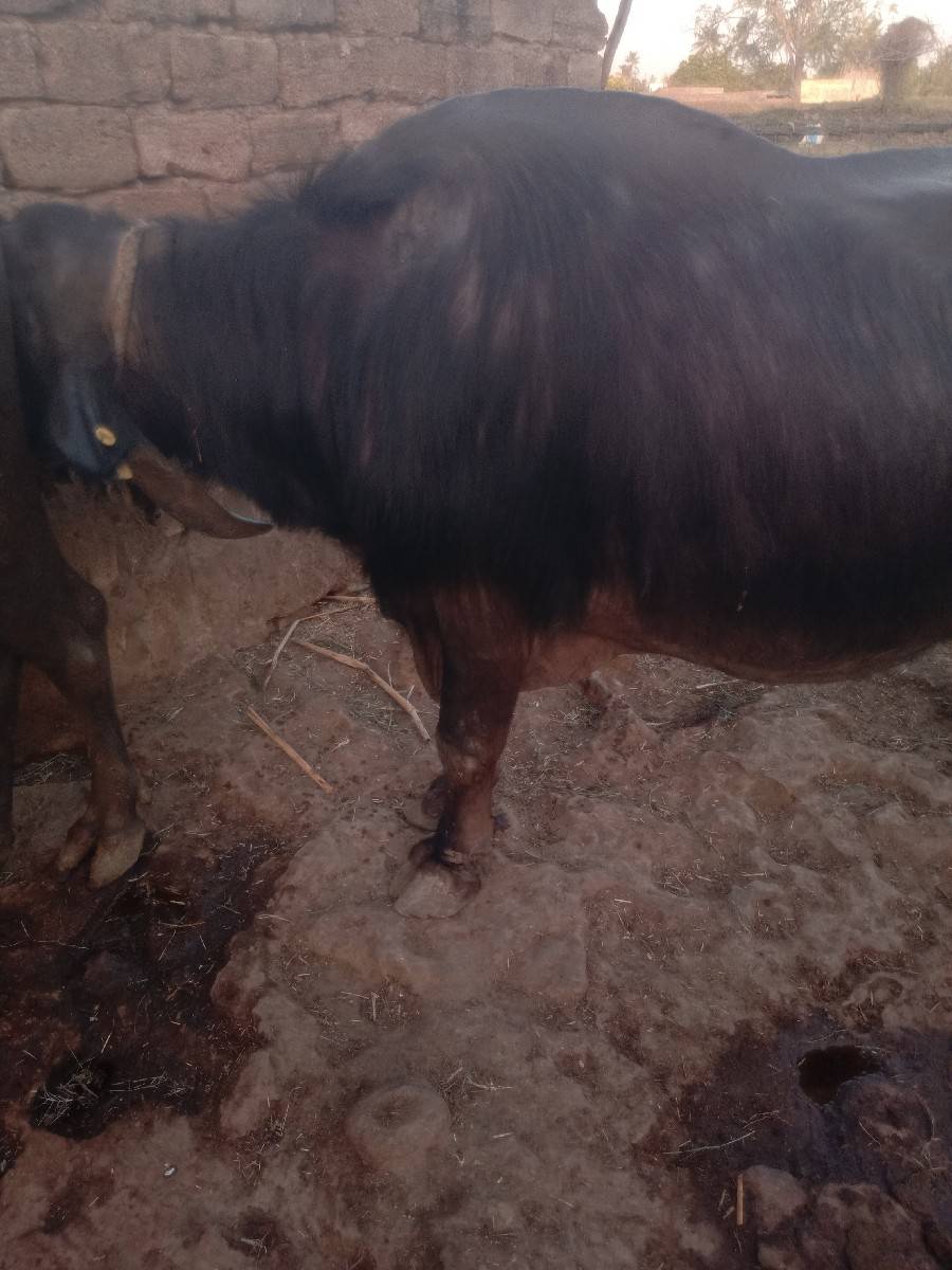 ભેંસ વેચવાની છે
