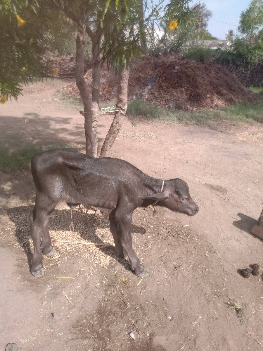 ભેંસ વેચવાની છે