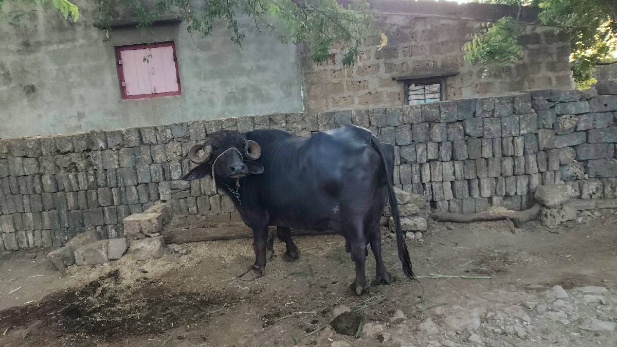 ભેંસ વેચવાની છે