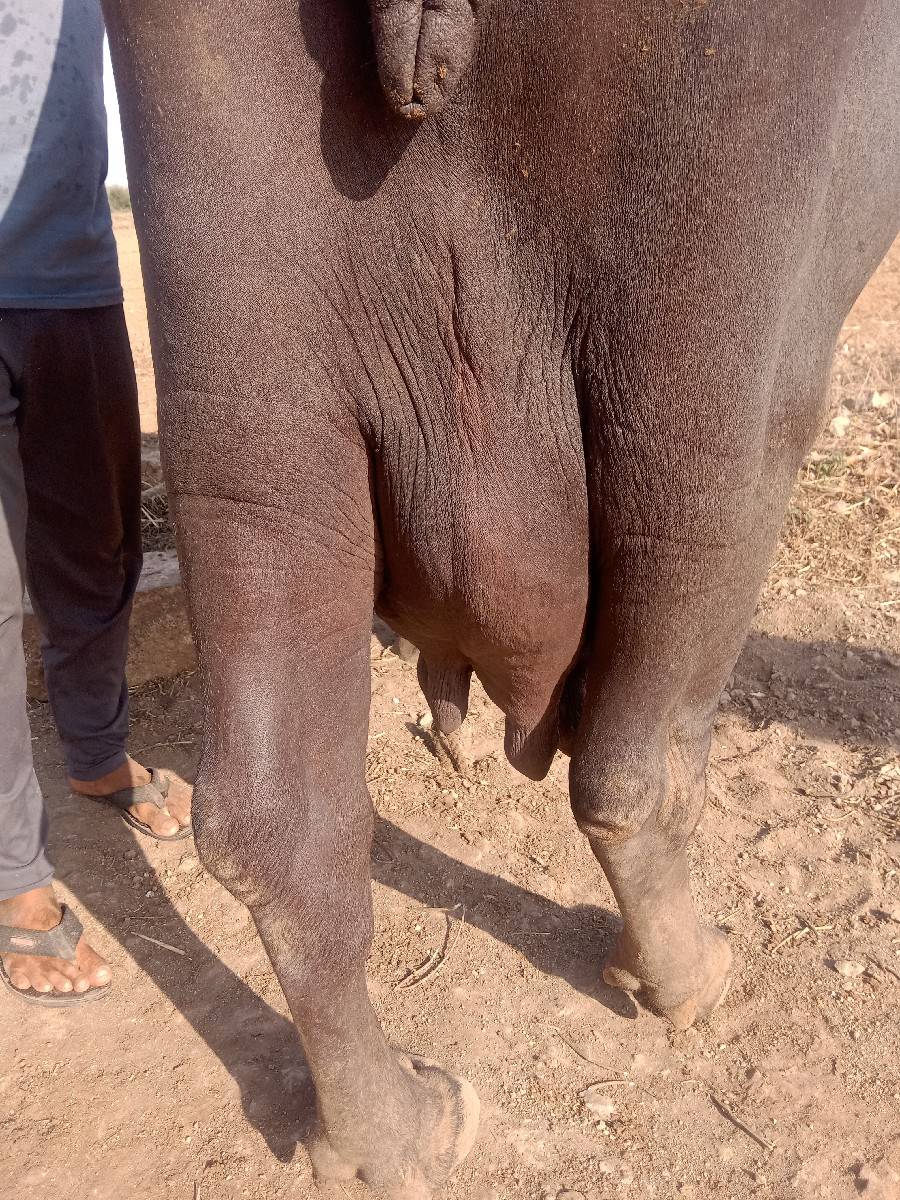 ભેંસ વેચવાની છે