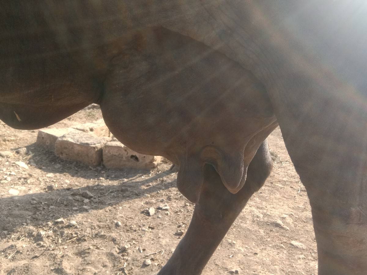 ભેંસ વેચવાની છે