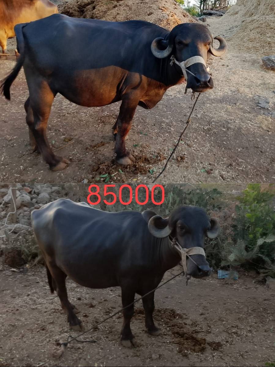 બે ભેંસો વેચવાની છે.