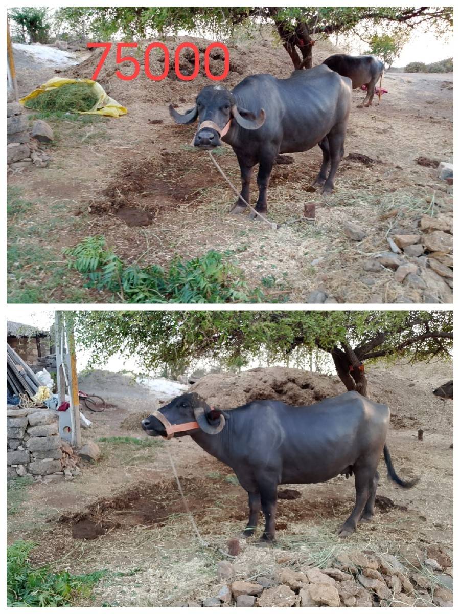 બે ભેંસો વેચવાની છે.