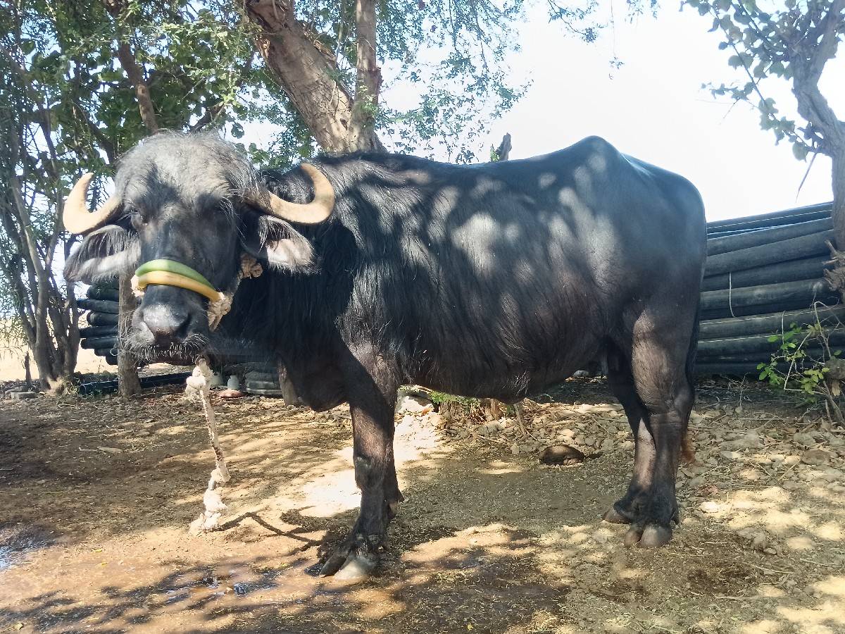 ભેંસ વેચવાની છે 85 હજાર કિંમત