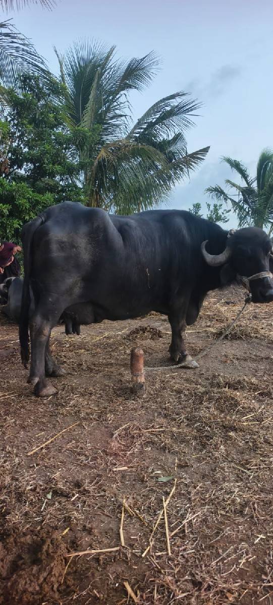 ભેંસ વેચવાની છે