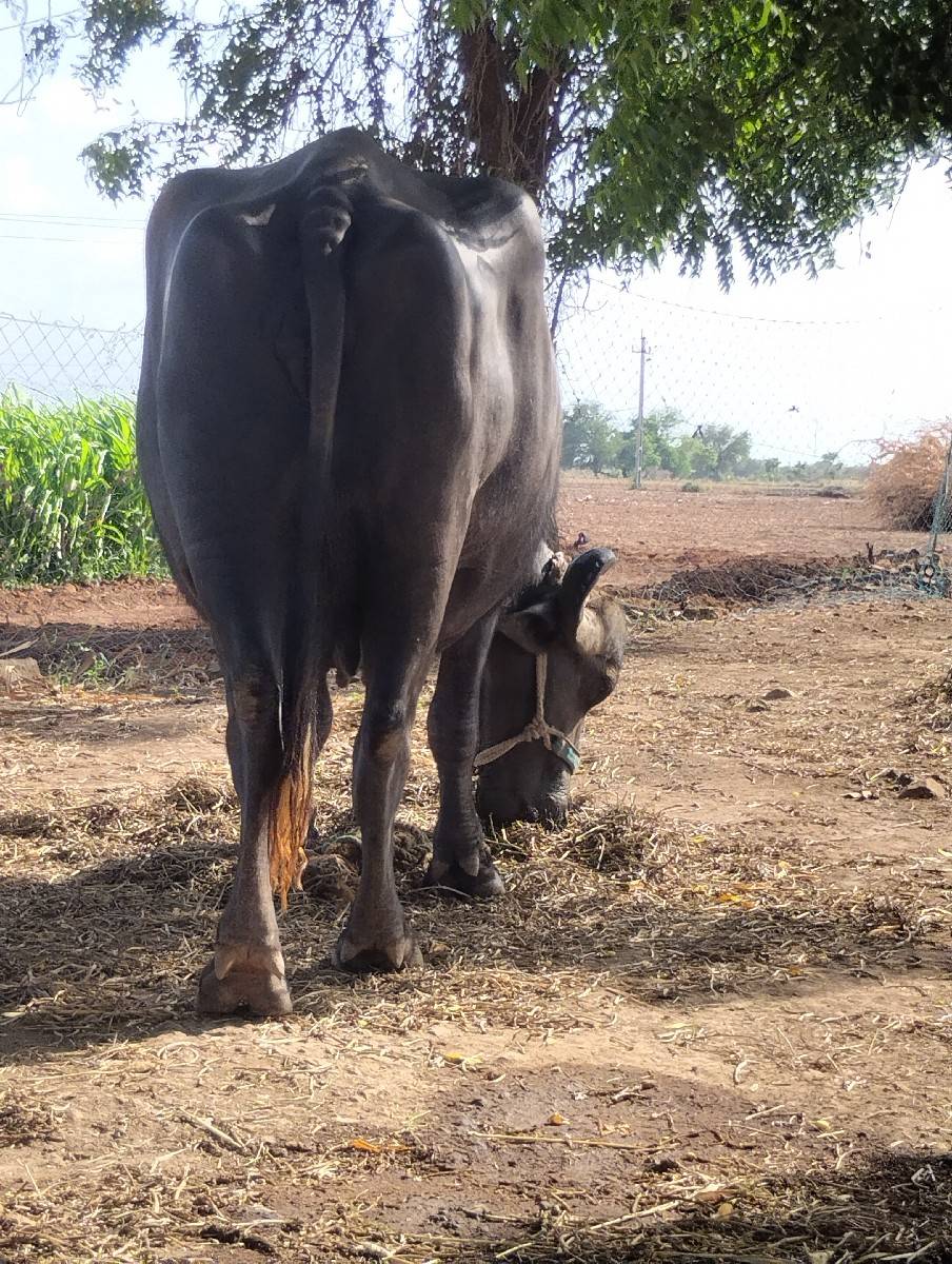 ભેંસ વેચવાની છે