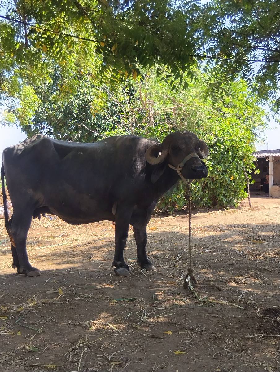 ભેંસ વેચવાની છે