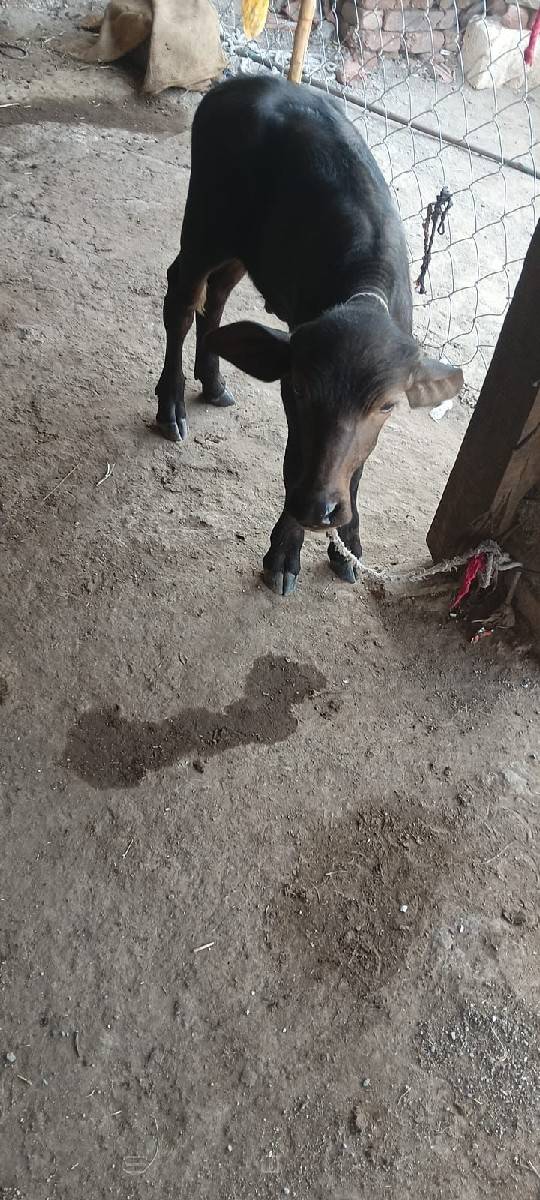 ભેંસ વેચવાની છે