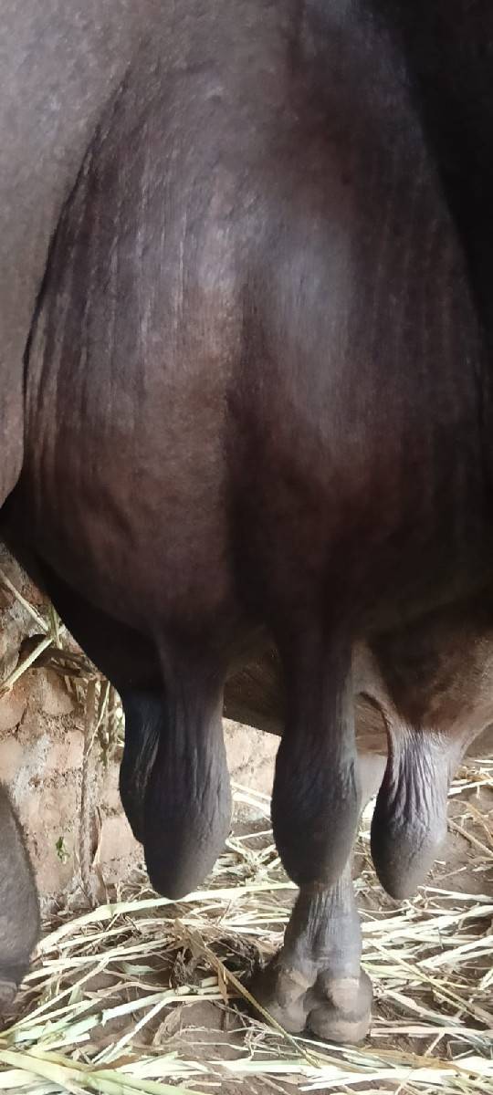 ભેંસ વેચવાની છે