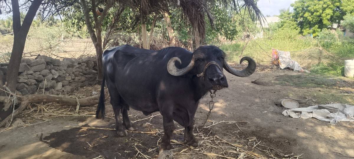 ભેંસ વેચવાની છે