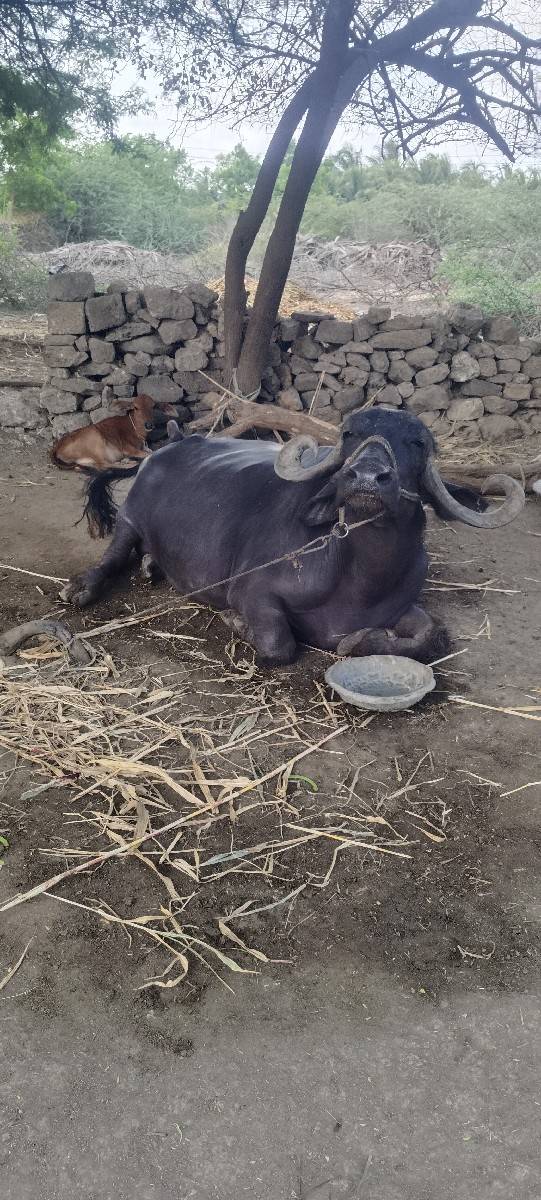 ભેંસ વેચવાની છે