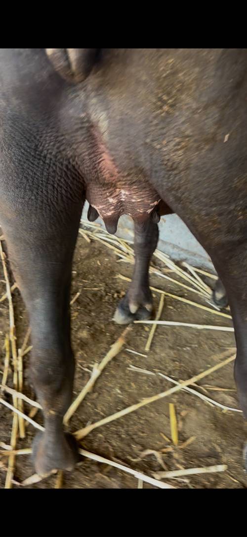 ઓરિનલ બન્ની 
પેલા વેતર માં
