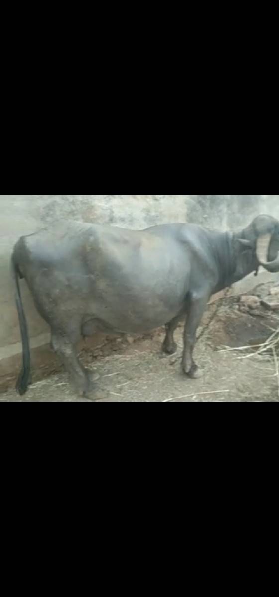 ભેંસ વેચવાની છે