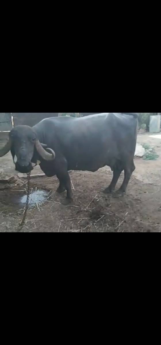ભેંસ વેચવાની છે