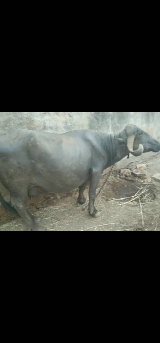ભેંસ વેચવાની છે