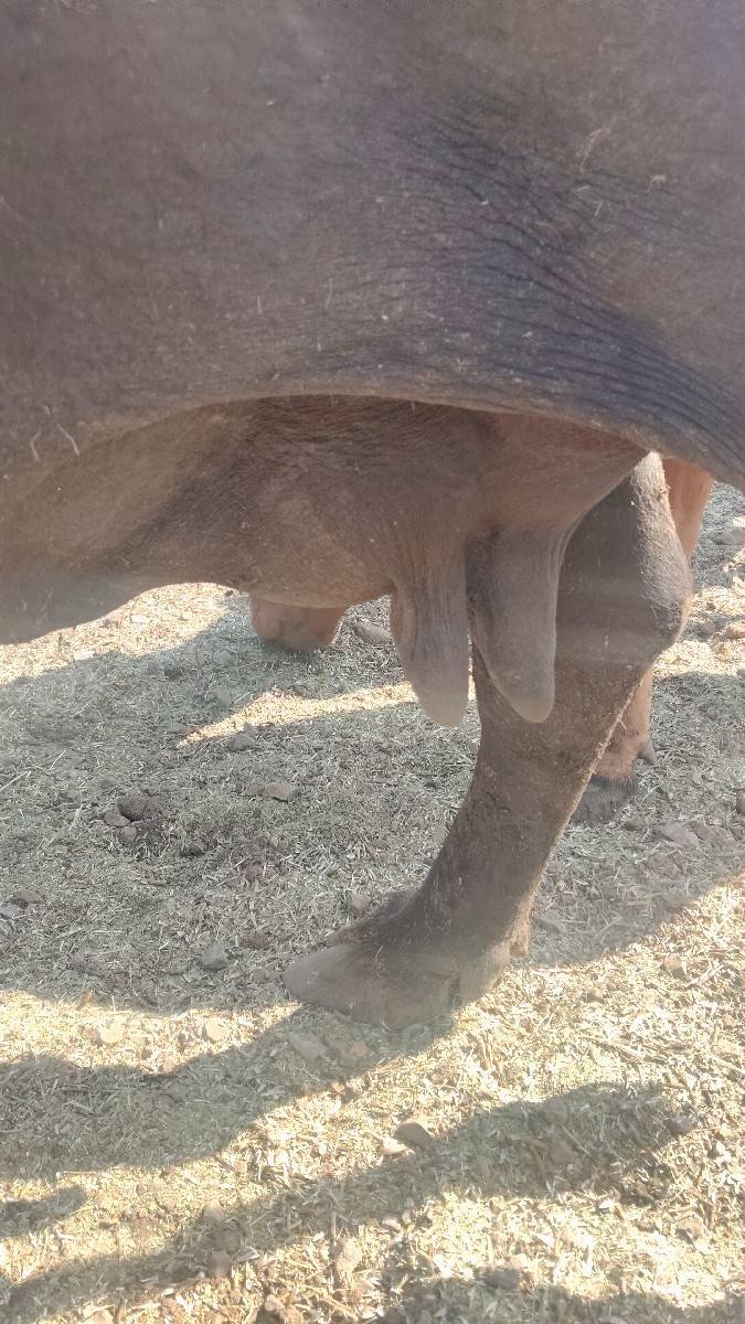 ભેંસ વેચવાની છે