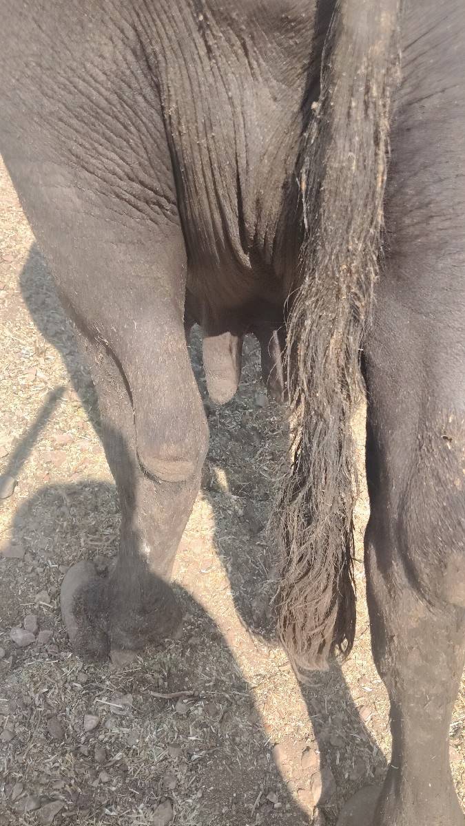 ભેંસ વેચવાની છે