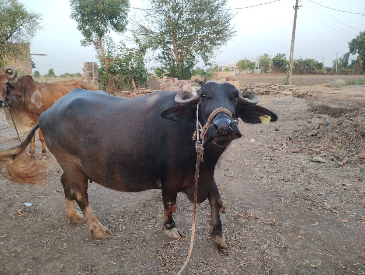 ભેંસ વેચવાની છે