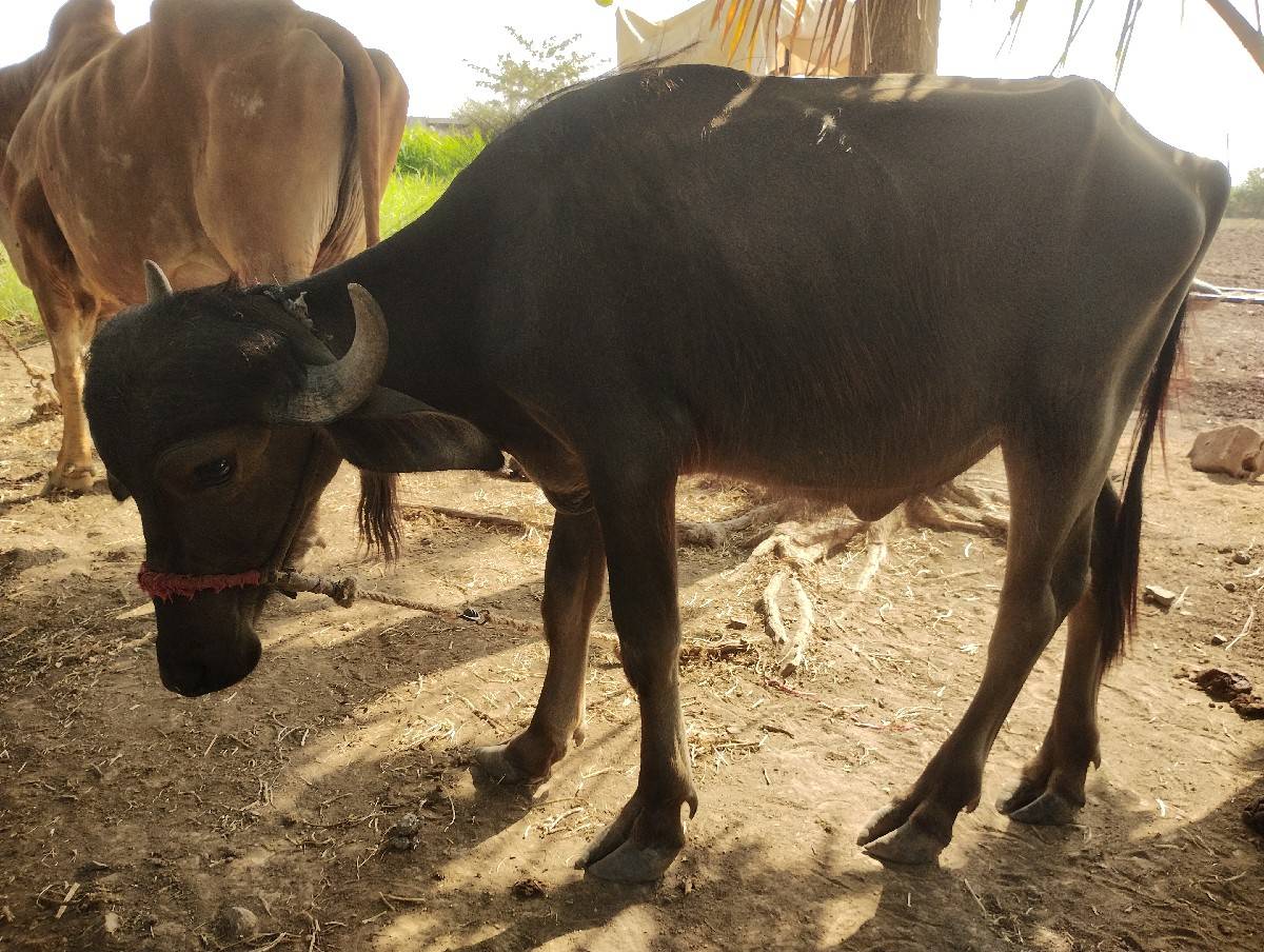 ભેંસ વેચવાની છે