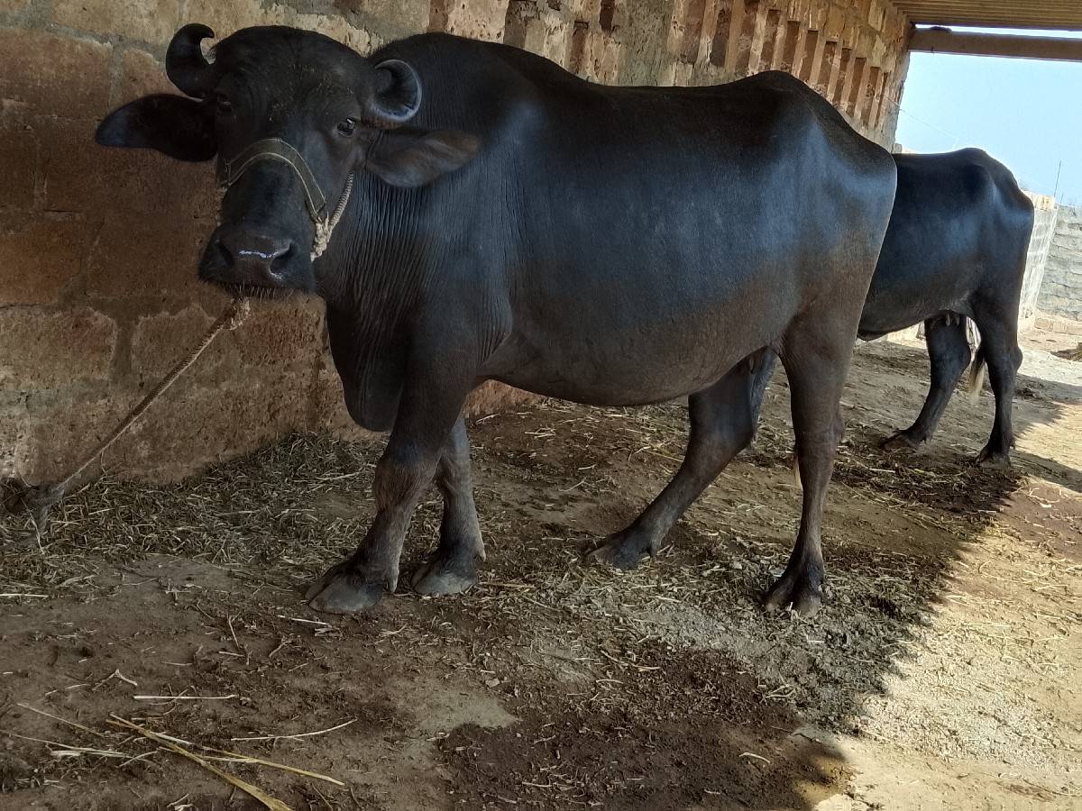આખરેલી વેચવાની છે