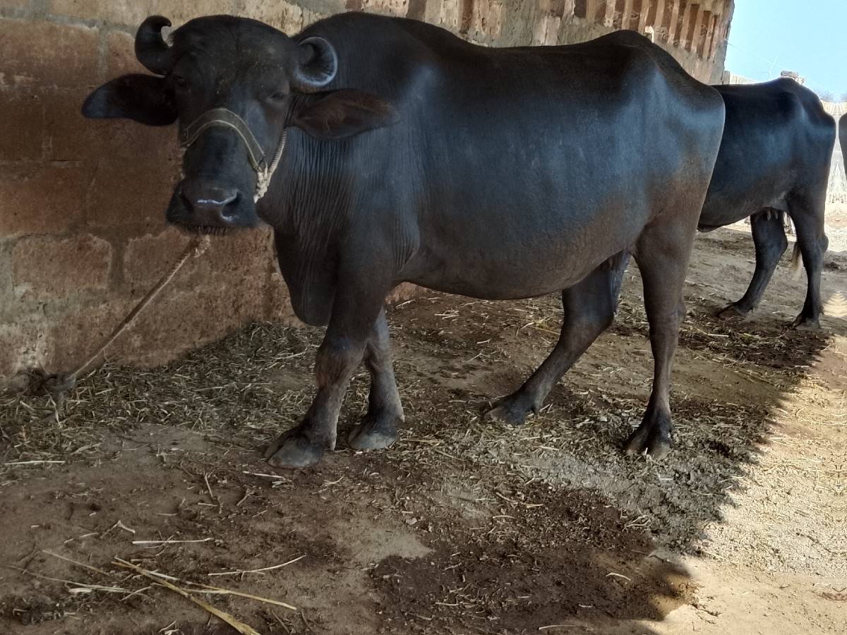 આખરેલી વેચવાની છે