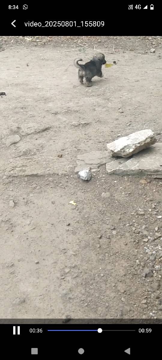 ડોગ વેચવાનું છે ફિમેલ