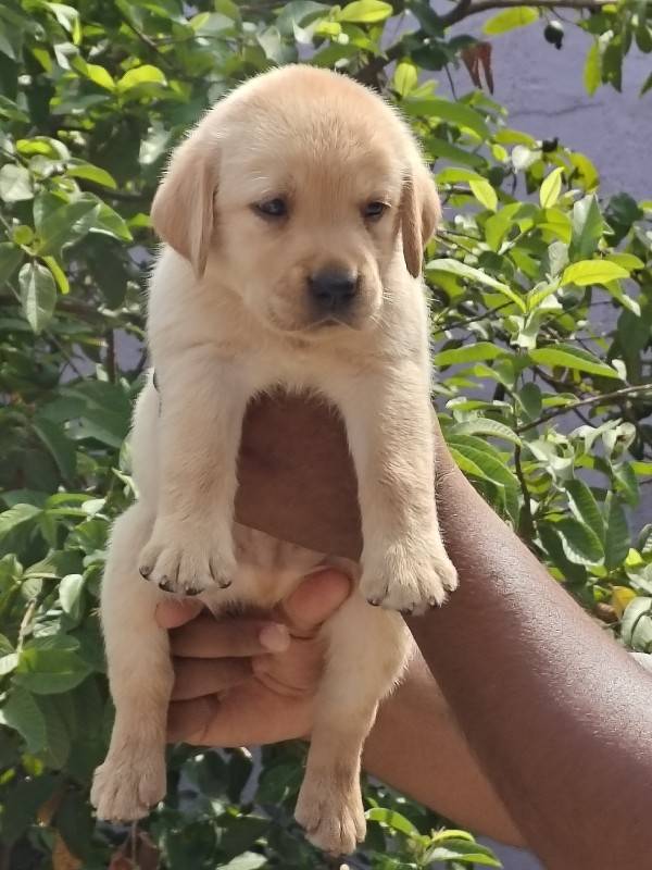 LABRADOR