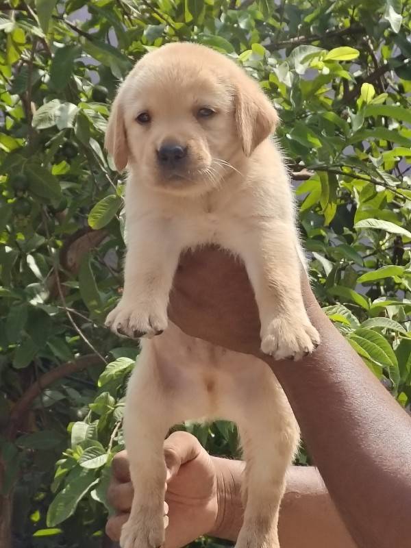 LABRADOR