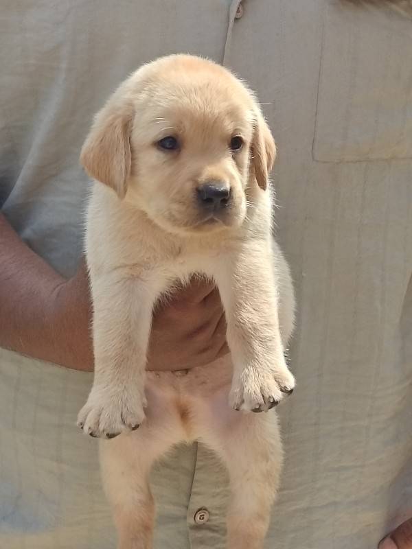 LABRADOR