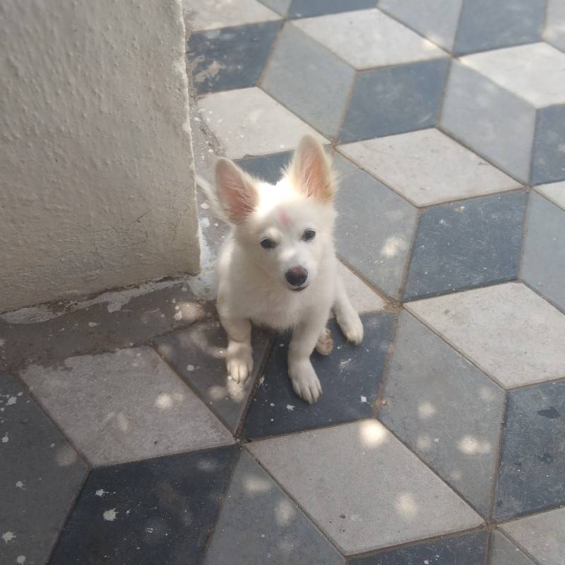 kutro vechavano chhe