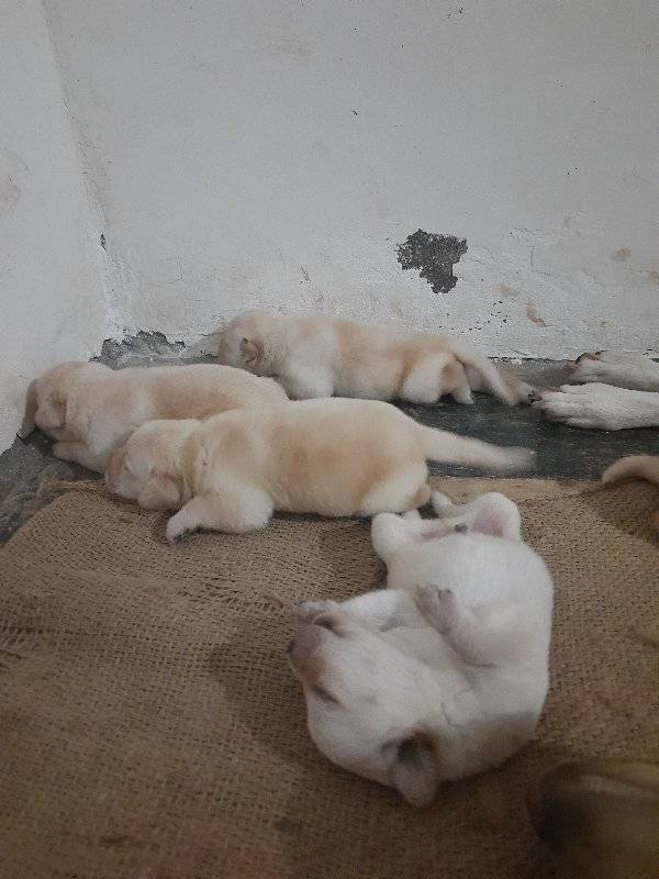 Labrador Puppy Available